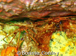 Pair of Arrow Crabs seen in Tobago.  Photo taken with a C... by Bonnie Conley 